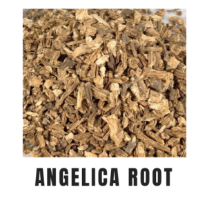 Angelica Root