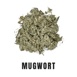 Mugwort