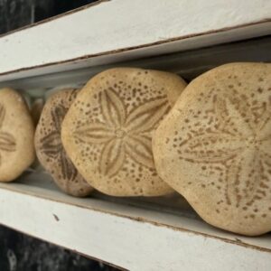 Sea Biscuit