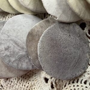 Sand Dollar
